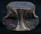 Champsosaurus Vertebrae (Cretaceous Reptile) #10580-2